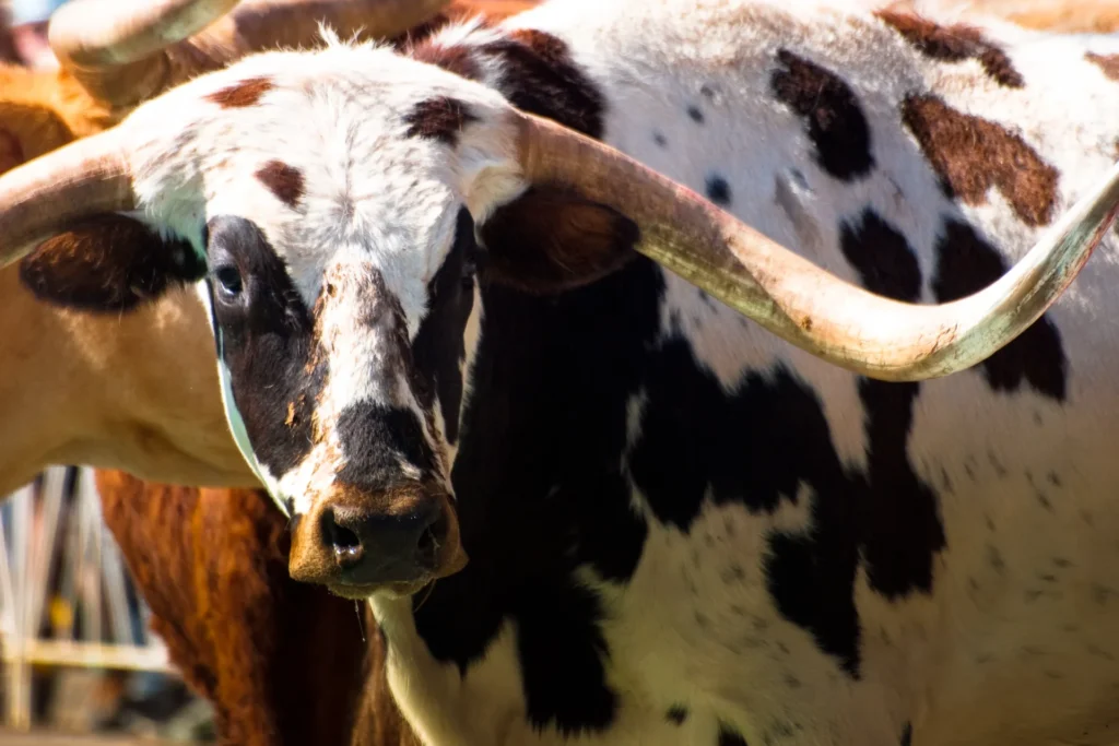 Texas Longhorn koe